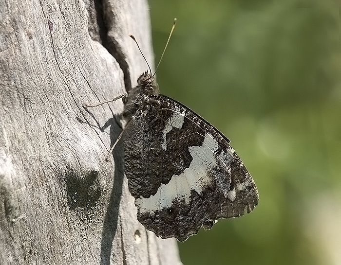 Brintesia circe